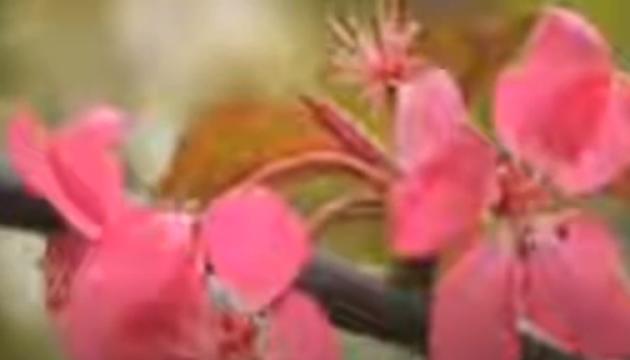 Sami Yusuf - Mother ( English, Arabic, Turkish )