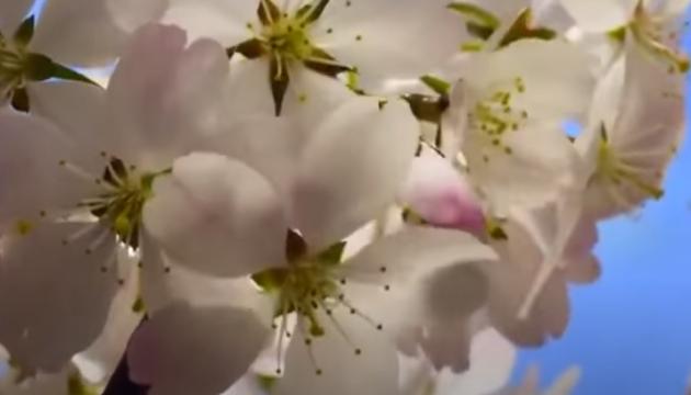 Mehdi Dərbəndi - Analar anası