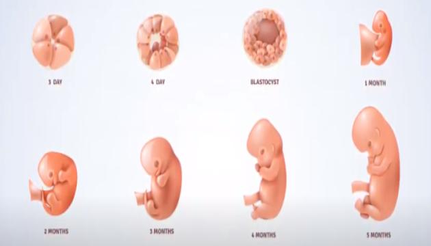 Körpənin ana bətnində olmasının hikməti - Kərbəlayi İlkin 