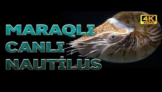 Maraqlı Xüsusiyyətlərə Sahib Canlı (Nautilus)